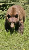 Cinnamon Mother Bear CM11-006