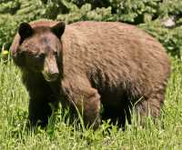 Cinnamon Mother Bear CM11-007