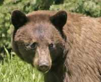 Cinnamon Mother Bear CM11-008