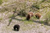 Cinnamon Bear with Black and Cinnamon Cubs CM11-001