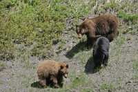 Cinnamon Bear with Black and Cinnamon Cubs CM11-002
