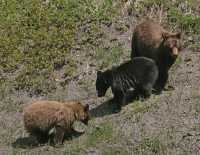 Cinnamon Bear with Black and Cinnamon Cubs CM11-003