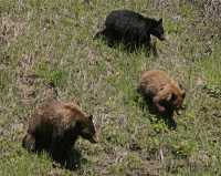 Cinnamon Bear with Black and Cinnamon Cubs CM11-004