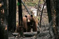 Highlight for Album: Cinnamon Bear, Tweedsmuir Park, British Columbia, Canada, Canadian Wildlife Stock Photos