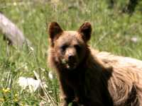 Cinnamon Coloured Bear Cub, Squamish To Whistler, British Columbia, Canada CM11-07