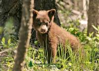 Highlight for Album: Cinnamon and Brown Bears, Black Bear Photos, Canadian Wildlife Stock Photos