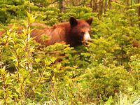Cinnamon Bear, Waterton Lakes National Park, Alberta, Canada 04
