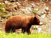 Cinnamon Bear, Waterton Lakes National Park, Alberta, Canada 02
