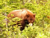 Cinnamon Bear, Waterton Lakes National Park, Alberta, Canada 03
