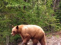 Cinnamon Bear, Banff National Park, Alberta, Canada 01