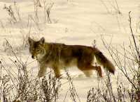 Coyote, Squamish 15