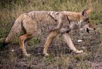 Coyote, Banff National Park CM11-08