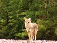 Coyote, Banff National Park 11