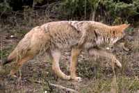 Coyote, Banff National Park CM11-07