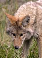 Coyote, Banff National Park CM11-06