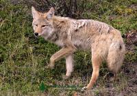 Highlight for Album: Coyote Photos, Canadian Wildlife Stock Photos