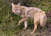 Coyote, Banff National Park CM11-05
