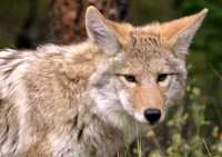 Coyote, Banff National Park CM11-04