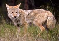 Coyote, Banff National Park CM11-02