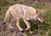 Coyote, Banff National Park CM11-01