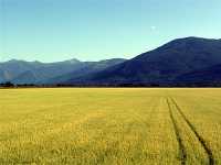 The Kootenays,  Crowsnest Highway, British Columbia, Canada 05