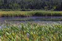Cypress Hills Provincial Park, Alberta, Canada CMX-002
