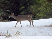 Mule Deer, Banff National Park 15