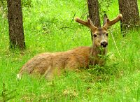 Mule Deer, Banff National Park 09