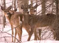 White Tail Deer, Mont Tremblant, Quebec CM11-16