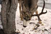 Mule Deer, Banff Park, Canada CM11-27 