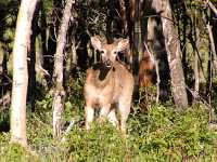 Mule Deer, Kananakis 06  