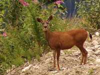 Mule Deer, British Columbia 07