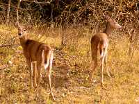 Mule Deer, Manitoba 08
