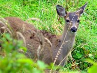 Mule Deer, Wells Gray Park, British Columbia 12