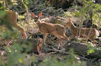 Fawn Twins, British Columbia, Canada CM11-13