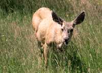 Mule Deer, British Columbia, Canada CM11-24