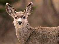 Highlight for Album: Deer Photos, Canadian Wildlife Stock Photos
