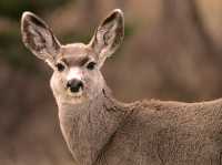 Mule Deer, British Columbia CM11-01