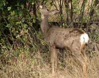 Mule Deer, British Columbia CM11-03