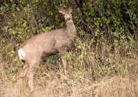 Mule Deer, British Columbia CM11-04