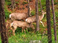 Mule Deer Family, Waterton National Park 14