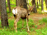 Mule Deer Fawn, Manitoba 11