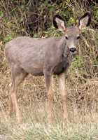 Mule Deer Fawn, British Columbia, CM11-05