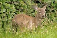 Sitka Deer, Queen Charlotte Islands, British Columbia, Canada CM11-19