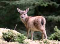 Sitka Deer Fawn, Queen Charlotte Islands, Haida Gwaii, British Columbia, Canada CM11-20