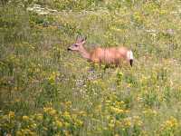 White Tail Deer, British Columbia CM11-17