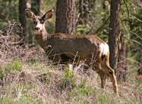 White Tail Deer, Lillooet, British Columbia, Canada CM11-23