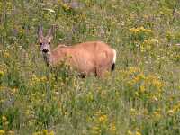 White Tail Deer, British Columbia CM11-18