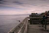 Campbell River, Discovery Pier, Vancouver Island, British Columbia, Canada CM11-03