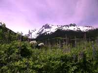 Joffre Provincial Park, Duffey Lake Road, Lillooet To Pemberton, British Columbia, Canada CM11-11